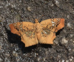 Ctenoptilum vasava