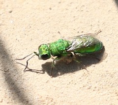 Chrysura