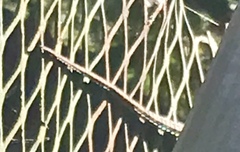 Sceloporus olivaceus