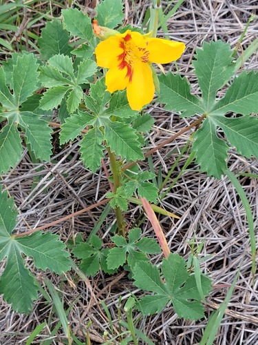 Wright's yellowshow (Cochlospermum wrightii)