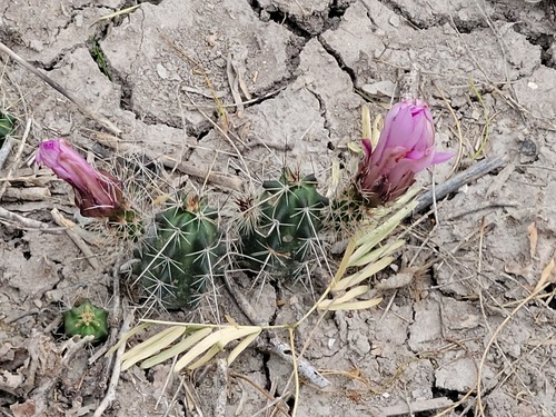 Echinocereus berlandieri