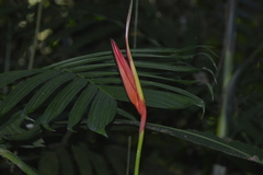 Heliconiaceae