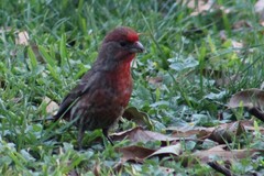 Haemorhous mexicanus