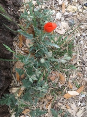 Sphaeralcea coccinea