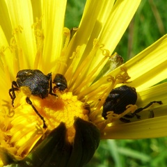Mononychus punctumalbum