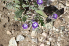 Phacelia curvipes