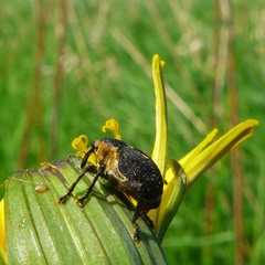 Mononychus punctumalbum