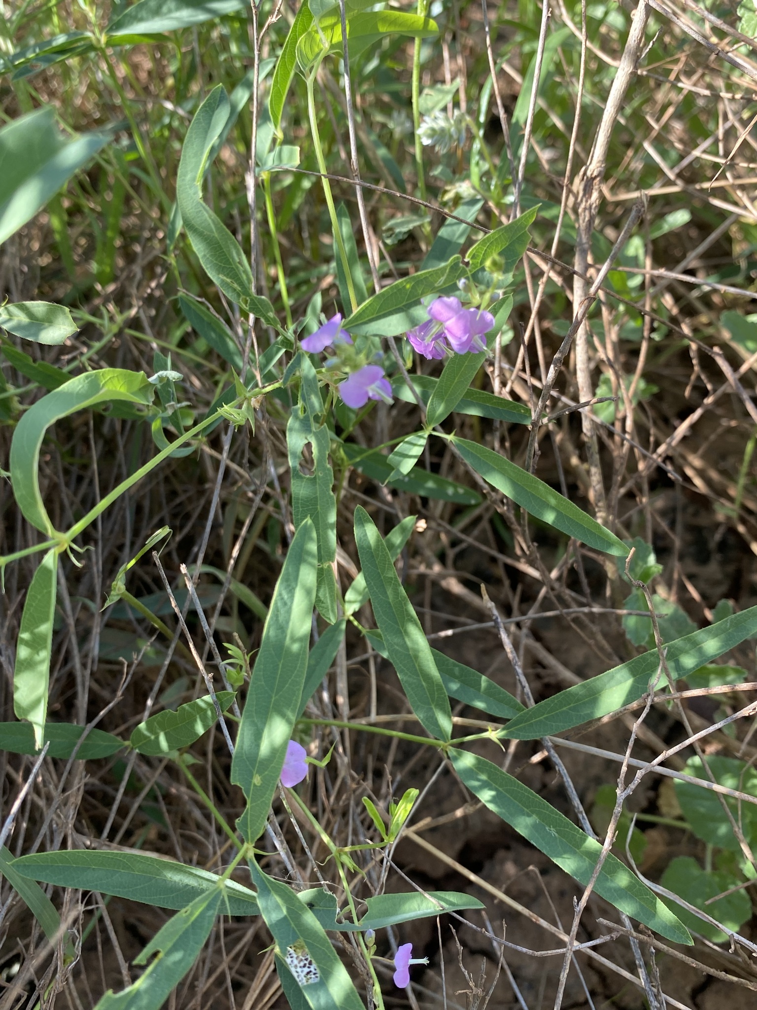 Desmodium campylocaulon