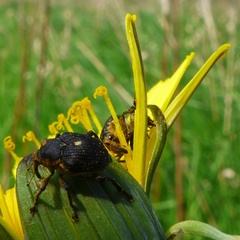 Mononychus punctumalbum