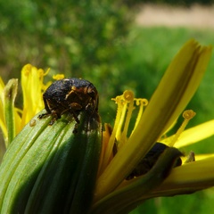 Mononychus punctumalbum