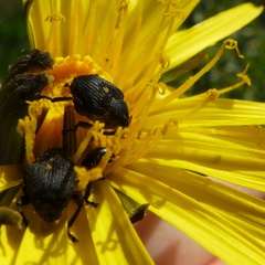 Mononychus punctumalbum