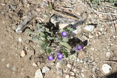 Phacelia curvipes