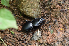 Pasimachus californicus