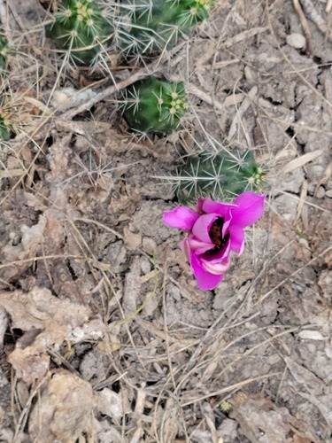 Echinocereus berlandieri