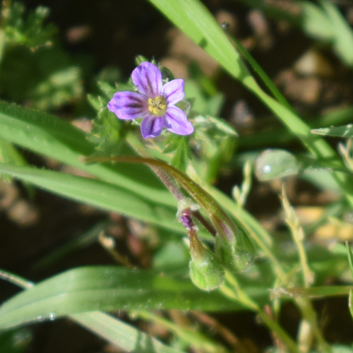 Shortfruit stork's bill (Erodium brachycarpum)