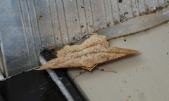 Euchlaena pectinaria