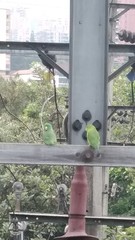 Forpus conspicillatus