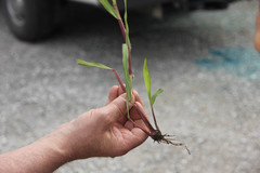 Paspalum setaceum