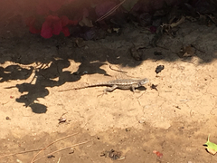 Sceloporus occidentalis