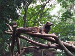 Arctictis binturong