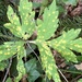 Puccinia hydrophylli - Photo (c) brnhn, algunos derechos reservados (CC BY-NC), subido por brnhn