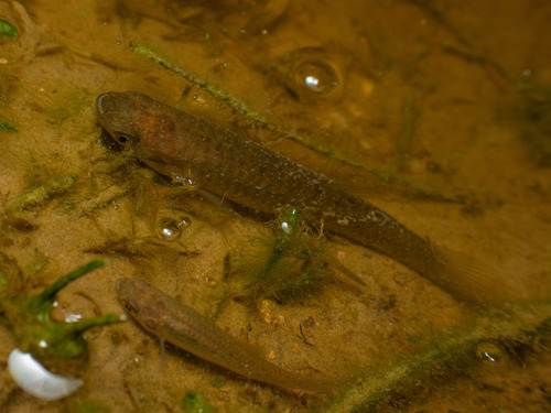 Onesided livebearer (Jenynsia lineata) — Anablepidae