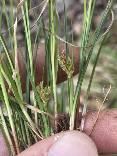 Reznicek's Sedge (Carex reznicekii)