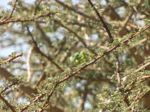 umbrella thorn