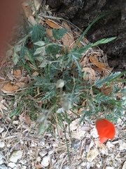 Sphaeralcea coccinea