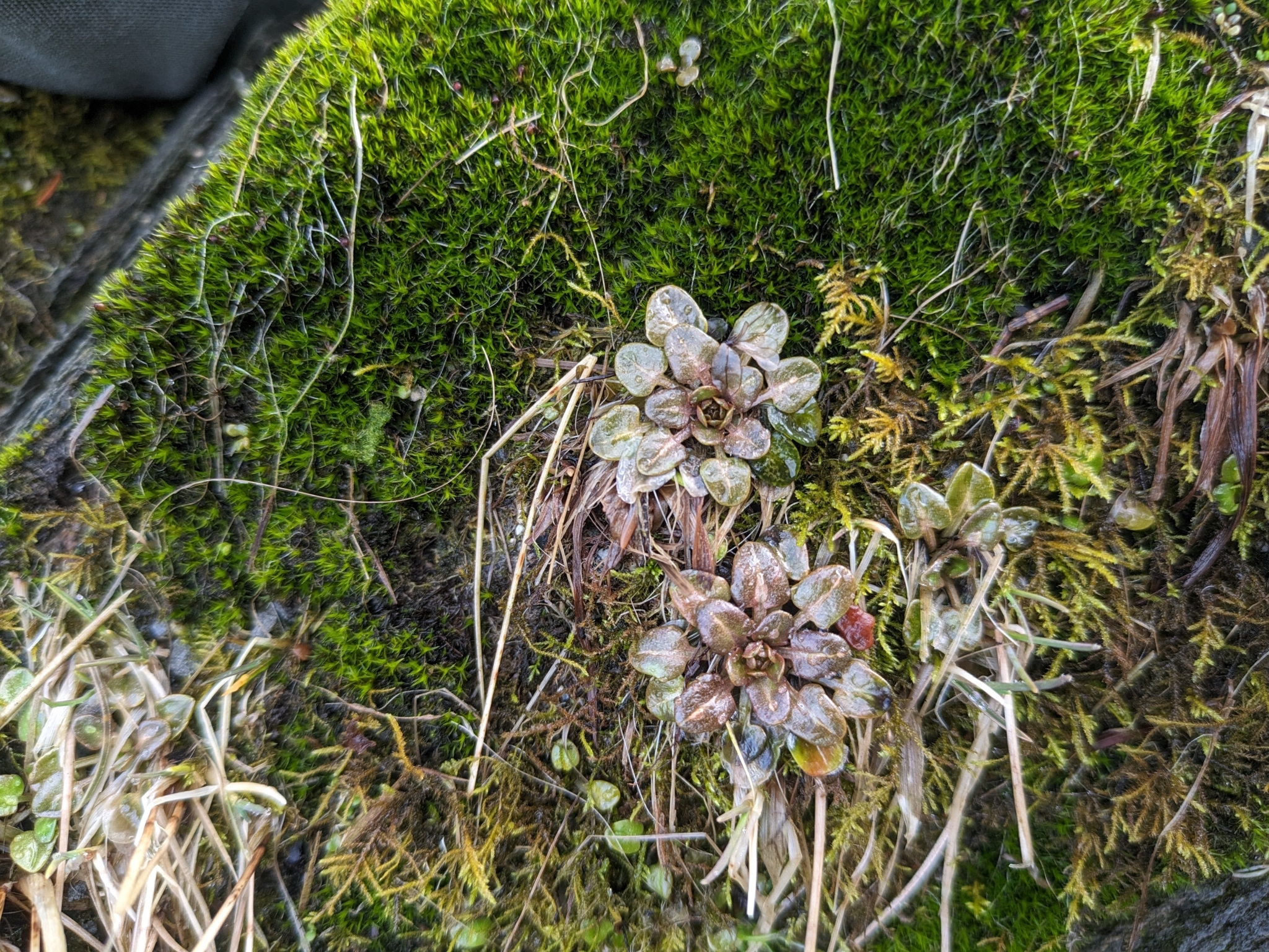 Imagem de Cochlearia groenlandica não possui um nome popular amplamente reconhecido no Brasil
