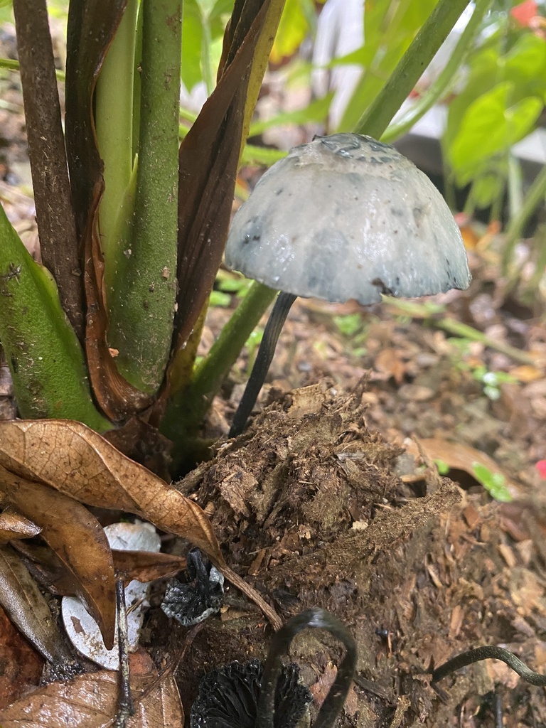 Panaeolus cyanescens · April 2024 · photo: © jackehertel (iNaturalist, CC)
