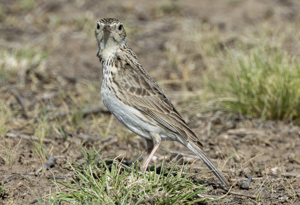 Short-billed Pipit from Tornquist Partido, Buenos Aires Province ...