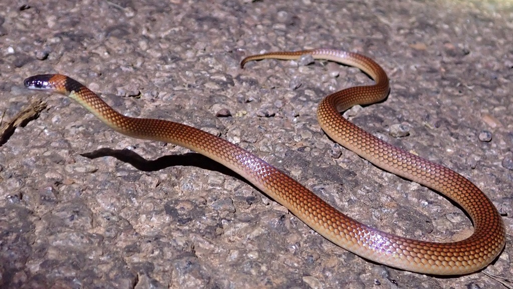 Orange-naped Snake from Douglas-Daly NT 0822, Australia on April 6 ...