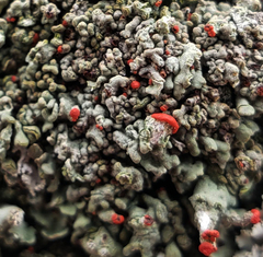 Cladonia incrassata