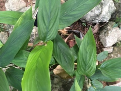 Stachyphrynium repens