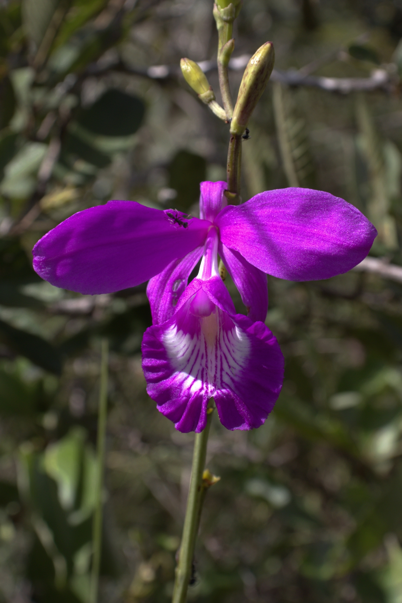 Imagem de Orquídea-do-brejo
