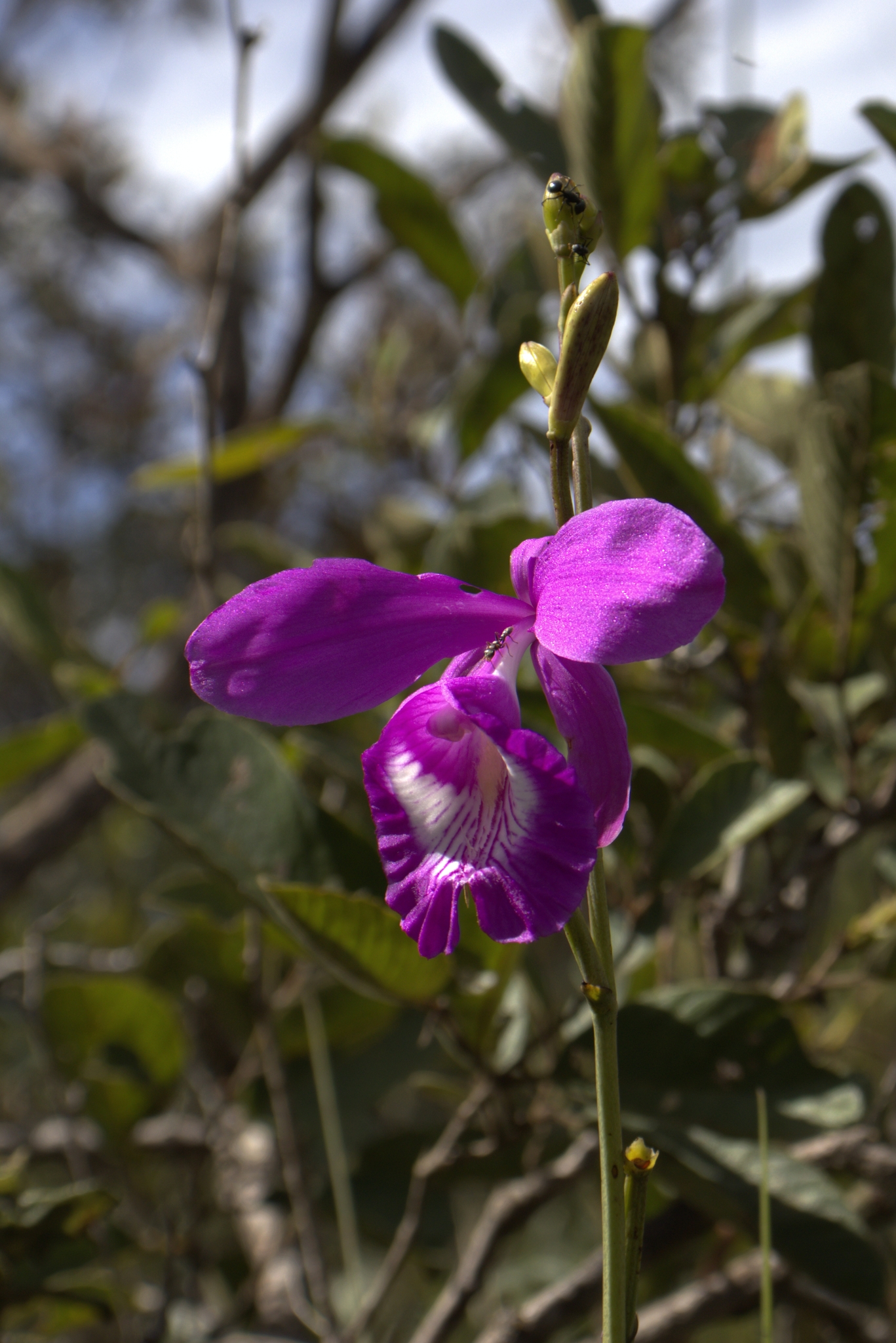 Imagem de Orquídea-do-brejo