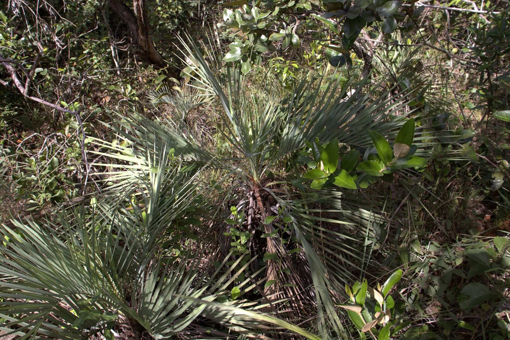 Butia archeri
