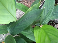 Stachyphrynium repens