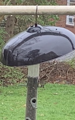 Haemorhous purpureus purpureus