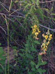 Crotalaria retusa