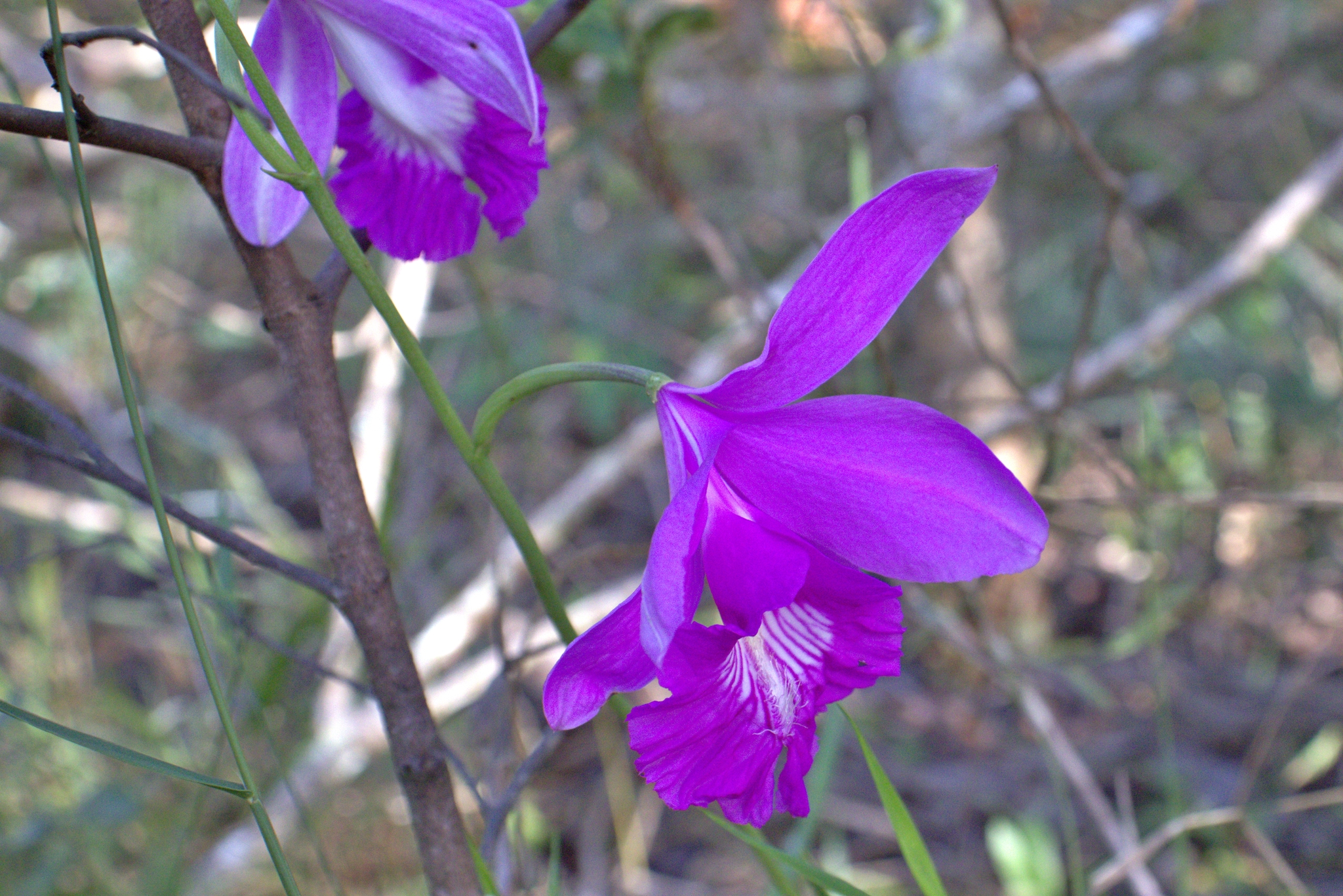 Imagem de Orquídea-do-brejo