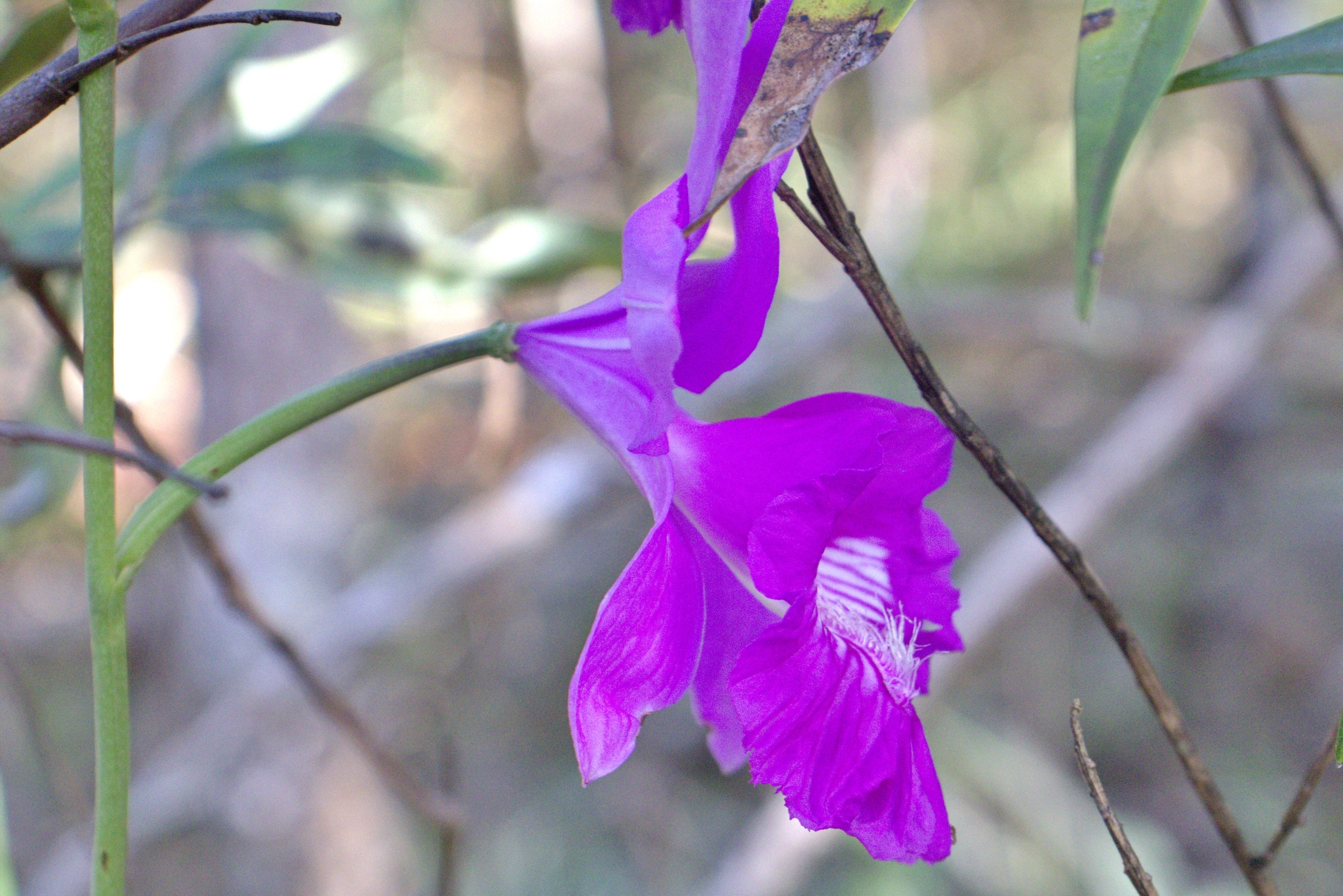 Imagem de Orquídea-do-brejo