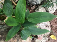 Stachyphrynium repens