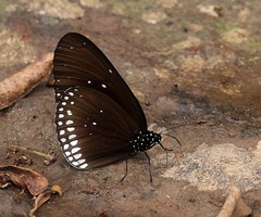 Euploea camaralzeman