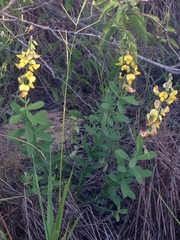 Crotalaria retusa
