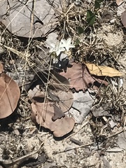 Jacquemontia reclinata