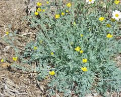 Eschscholzia minutiflora