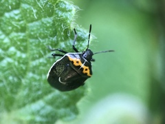 Cosmopepla conspicillaris