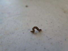 Iridopsis pergracilis
